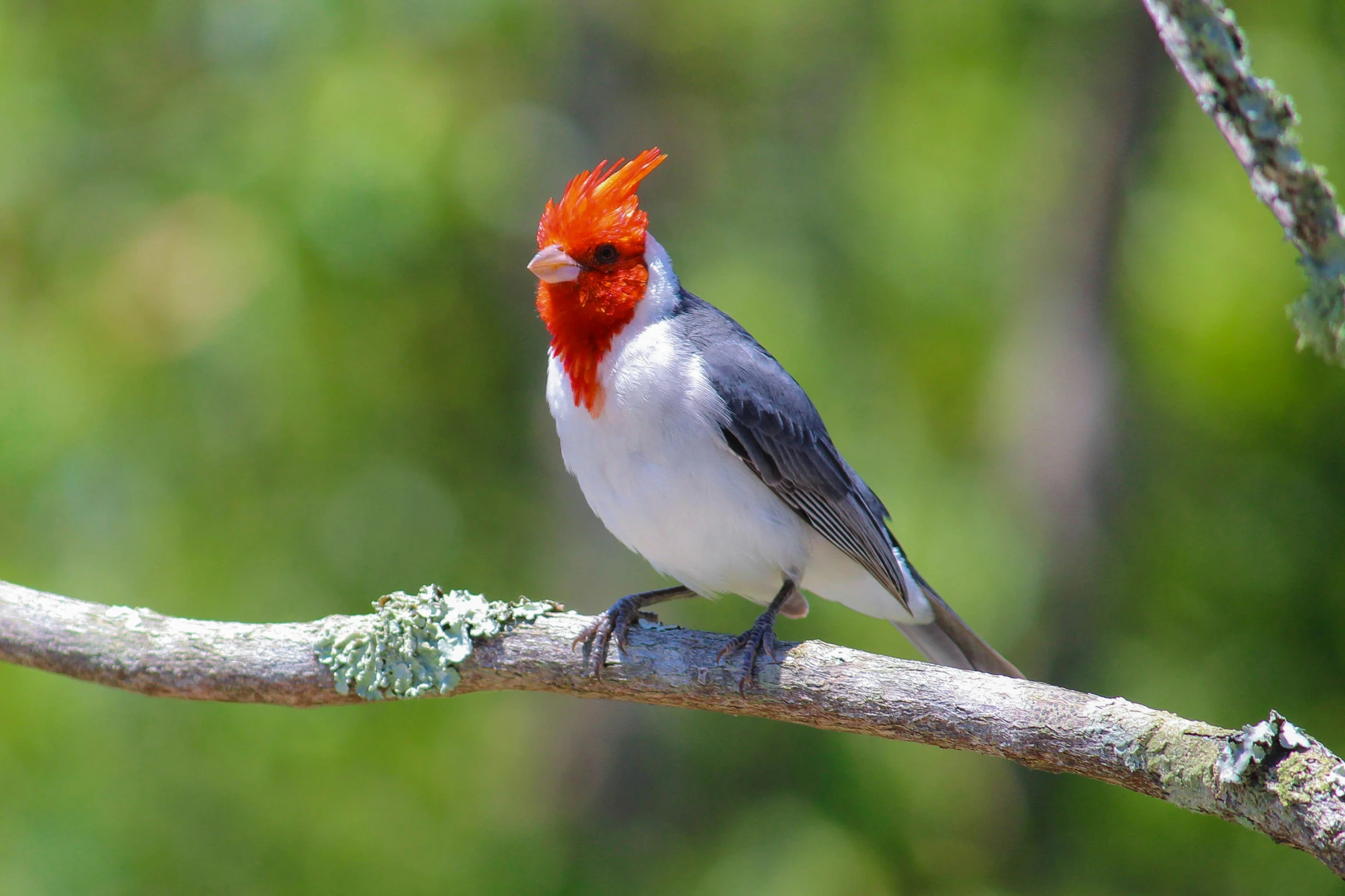 a very pretty bird with an orange head sitting on a nch