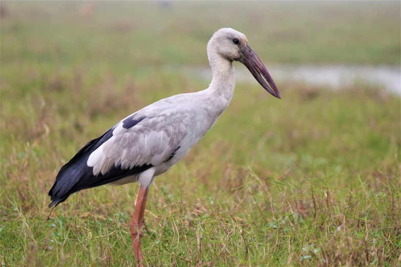 a bird with a long neck standing on grass