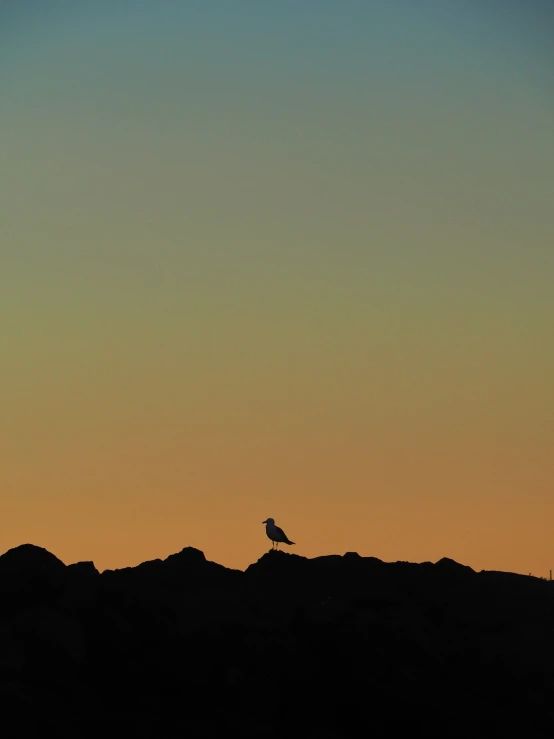 a lone bird is sitting on a hill during sunset