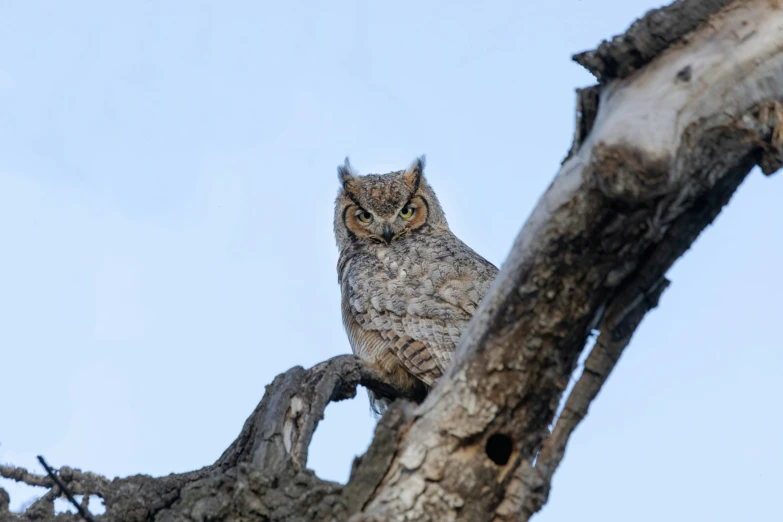 a large gray owl perched on a tree nch