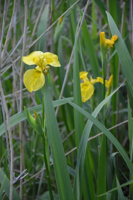 a yellow flower on some long grass near some water