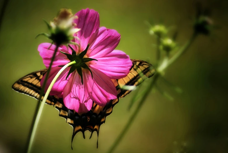 a erfly that is standing on a pink flower