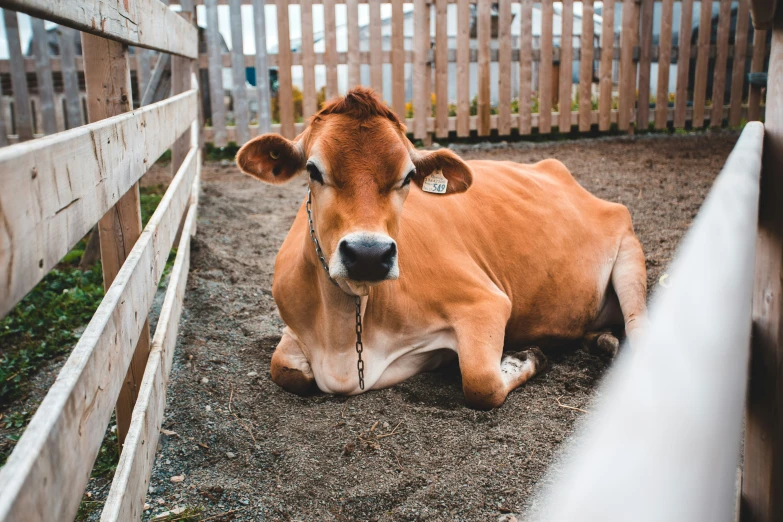 a large brown cow laying down on top of a dirt ground