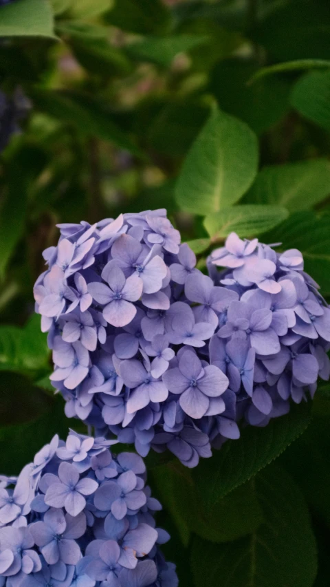 purple flowers in bloom near leafy nches