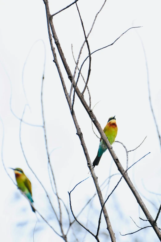 two birds sitting on top of bare tree nches