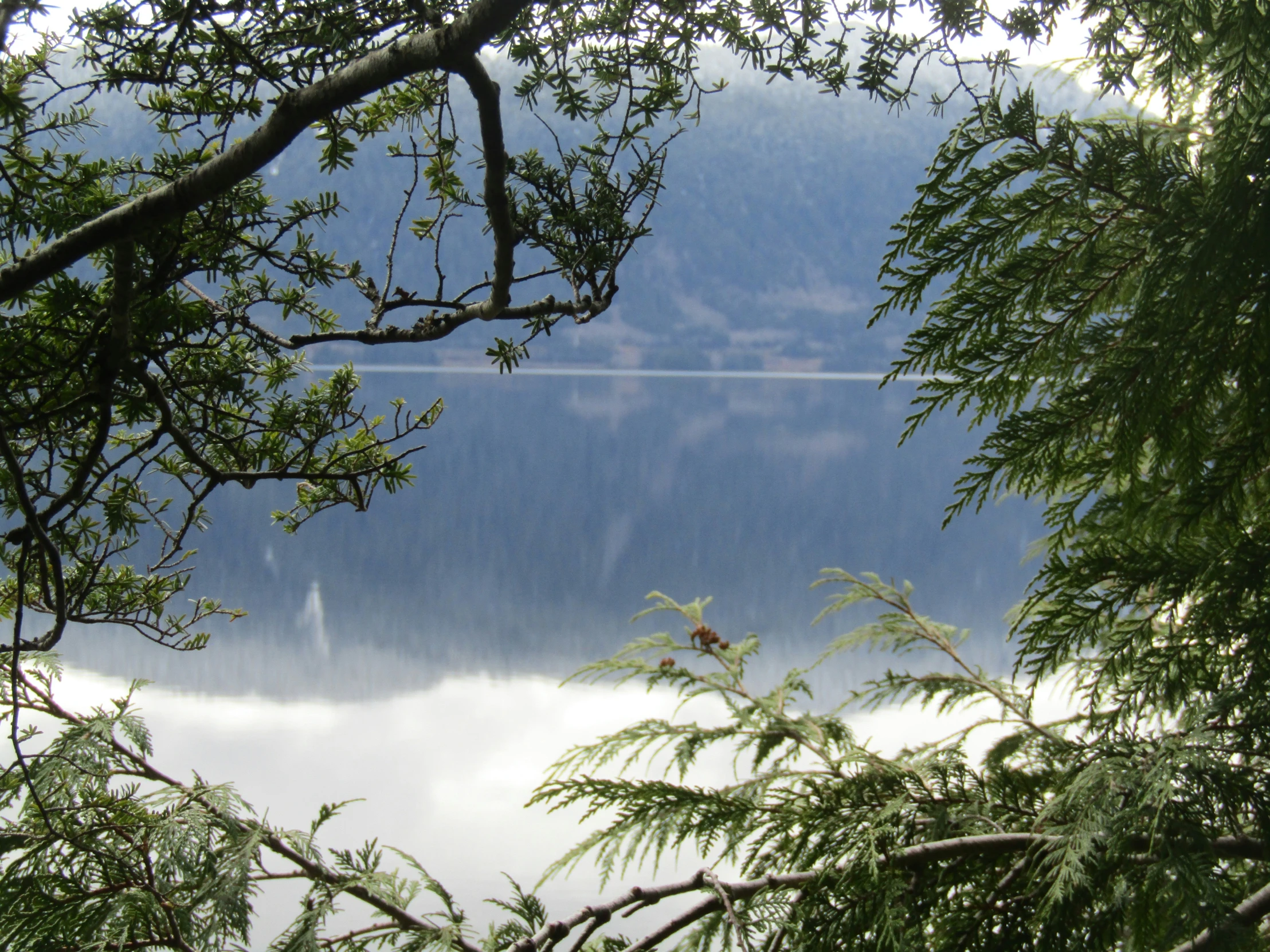 a clear lake surrounded by green trees and fog