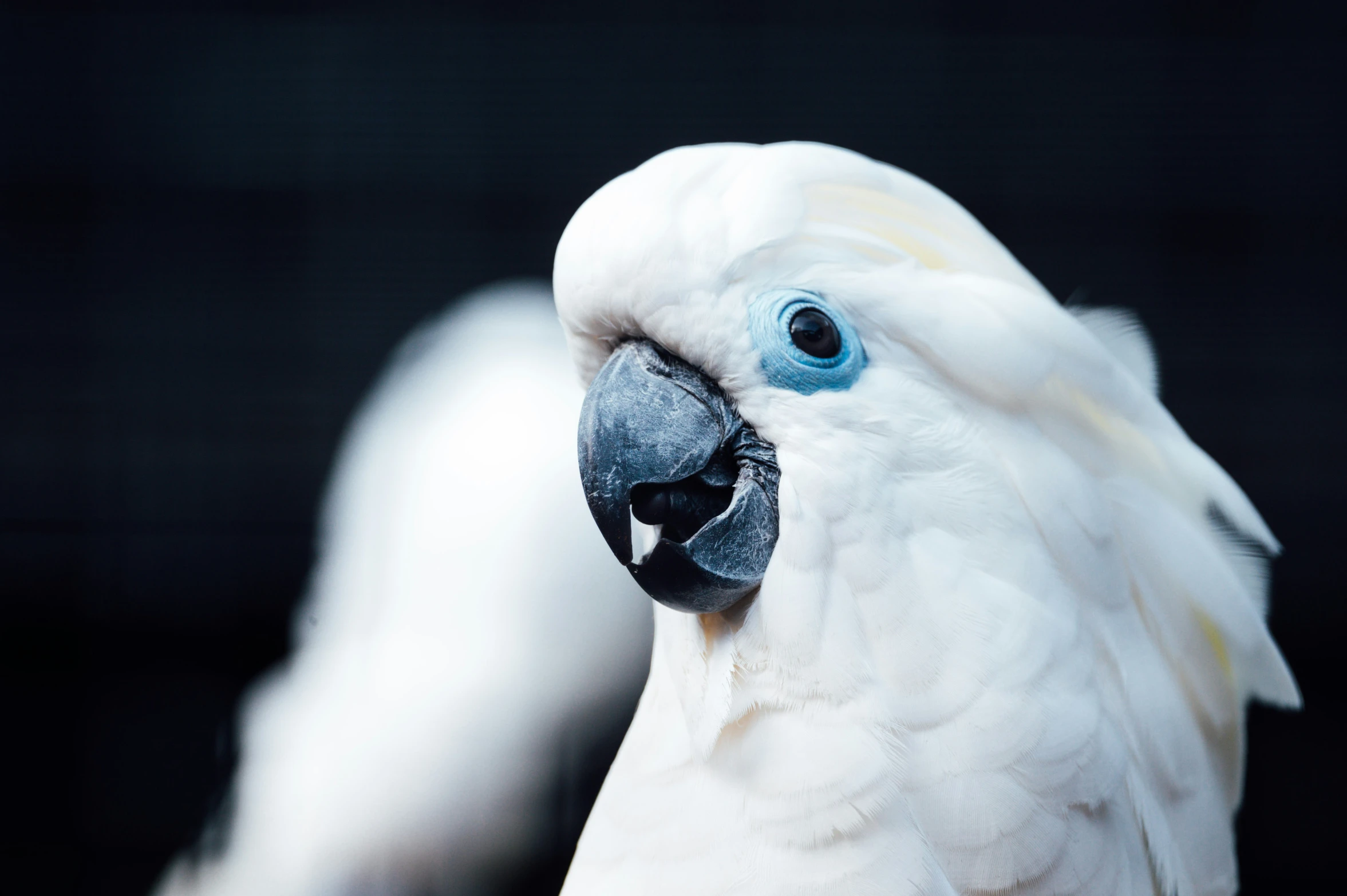 an adorable white parrot with bright blue eyes