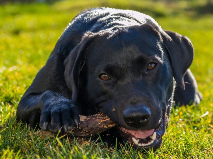 a dog is laying on the grass holding a stick