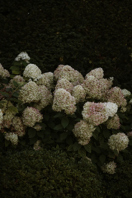 flowers are blooming in the yard and one has a blue and white friller on it