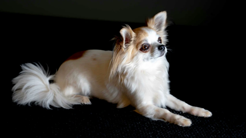 small dog sitting on the black surface looking to the side