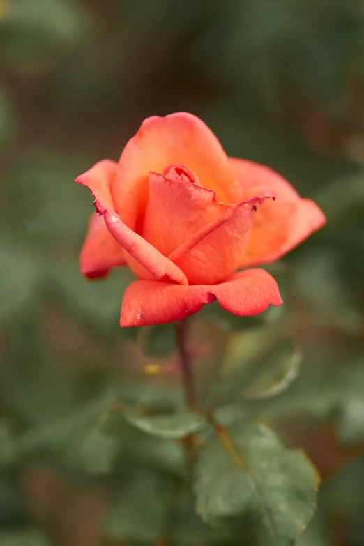 an orange rose is in bloom next to some green leaves