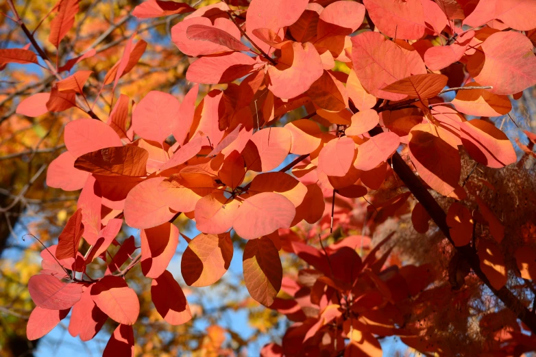 leaves on a nch in autumn are orange