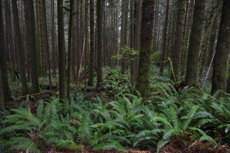 the woods are covered with green ferns and plants