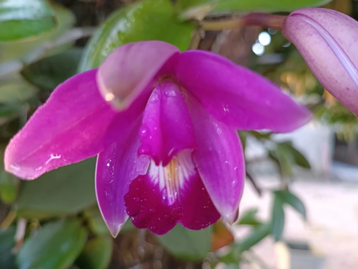 close up of a purple flower with drops of water