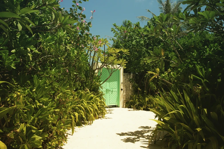 an open door is surrounded by tall grass and trees