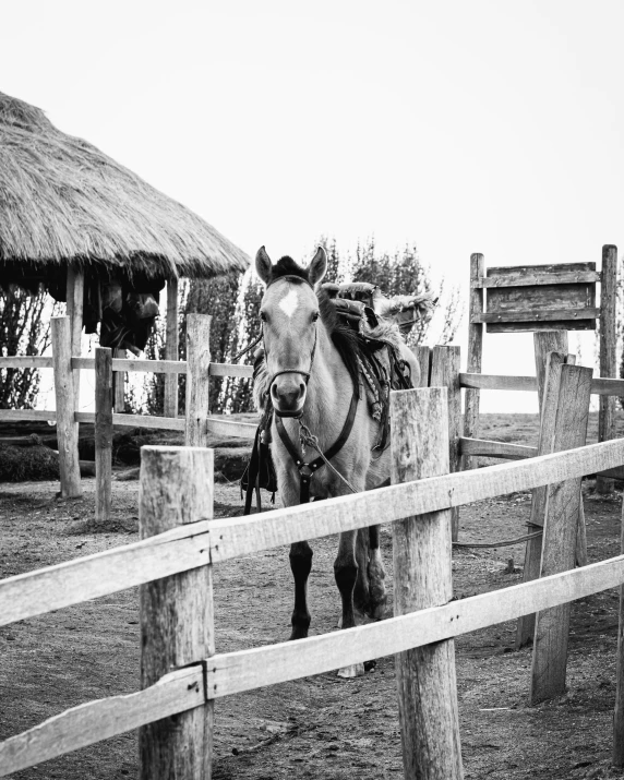 a horse in a corral with a thatch roof hut on the side of it