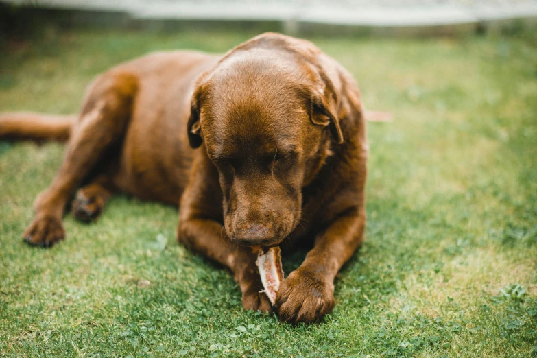 a brown dog holding soing in its mouth on the grass