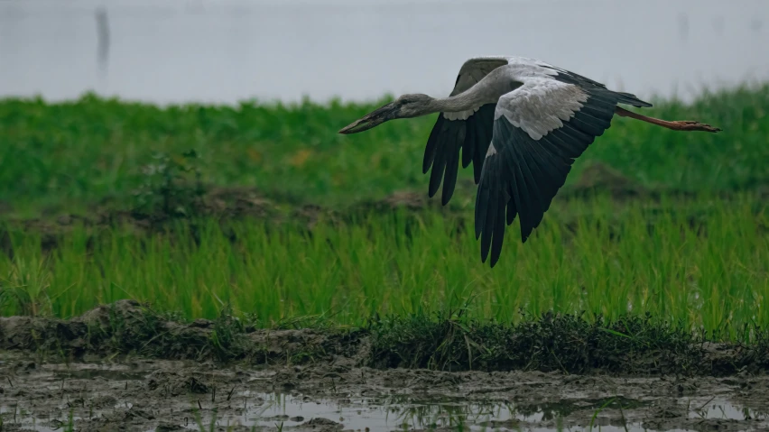 a crane flies through the air above some water