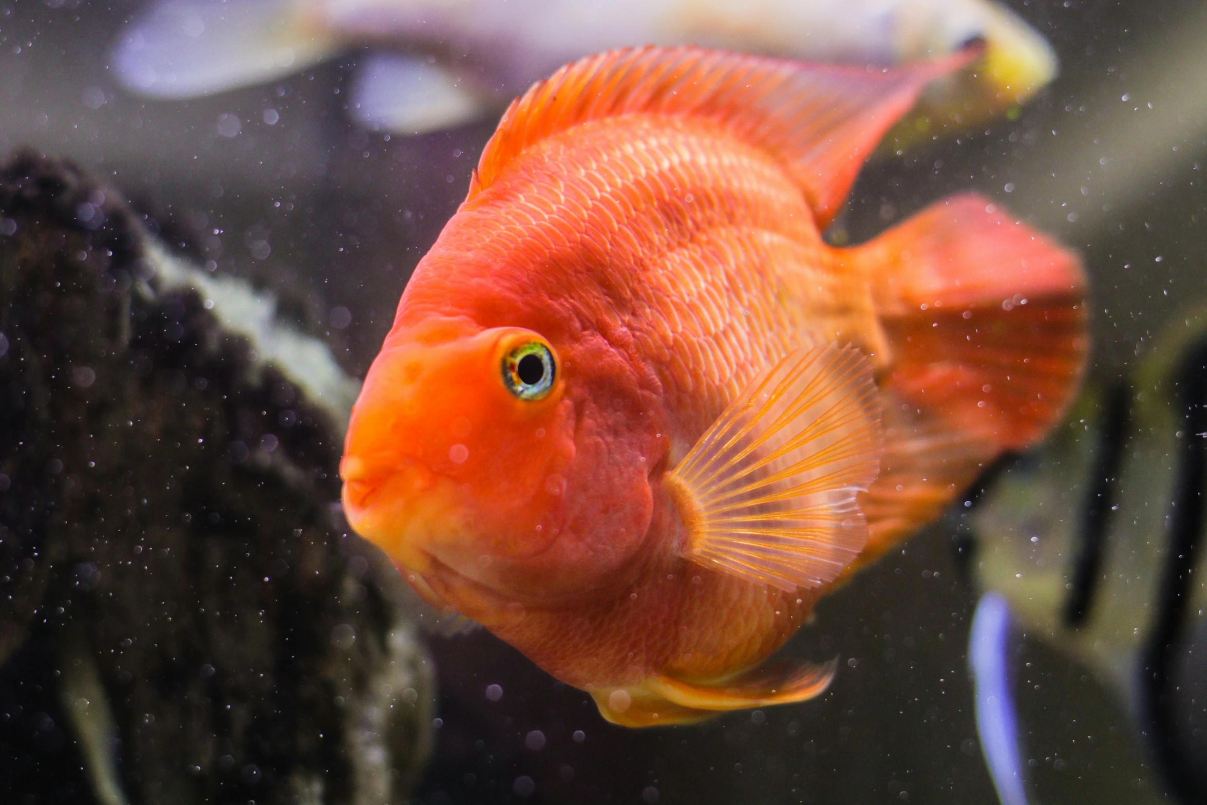 an orange fish swimming in an aquarium tank