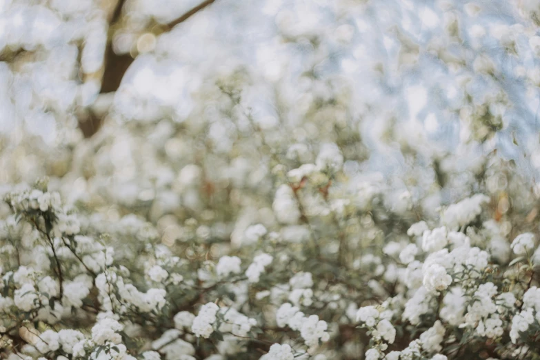 white flower bush with blurred trees in background