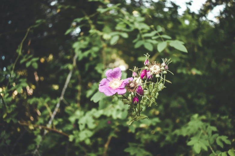 a pink flower surrounded by many leaves