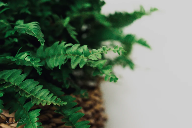 small green plant growing in vase with white background