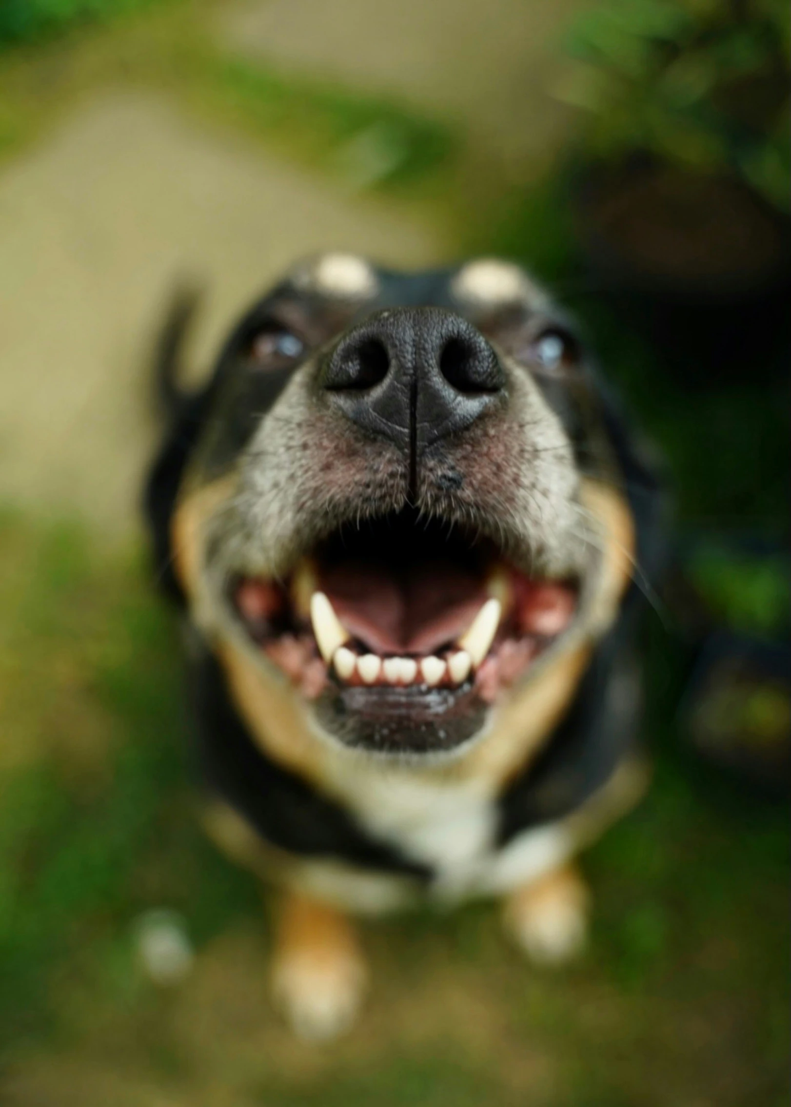 a close up of a black and white dog with its mouth open