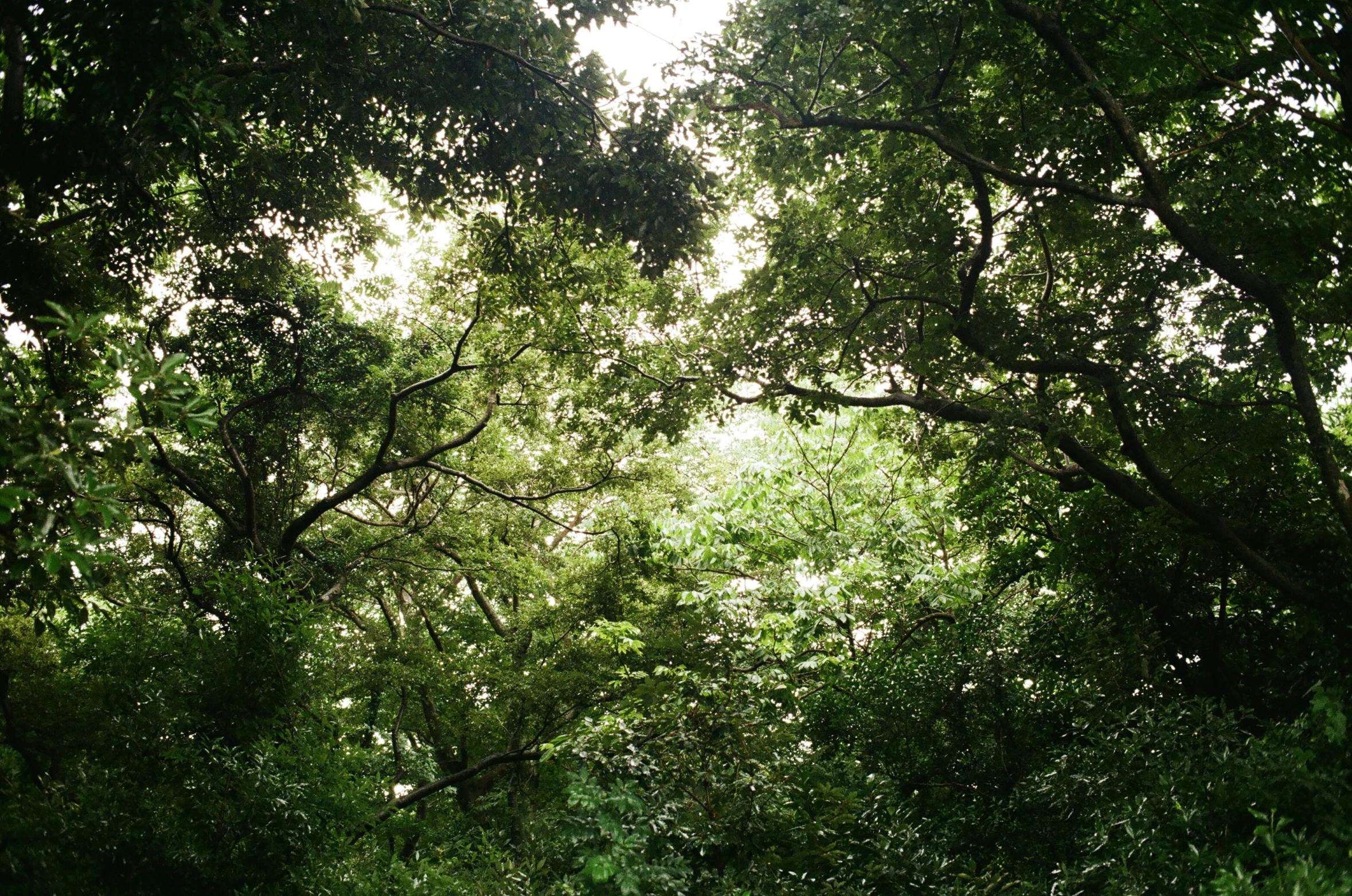 view of the outside through the trees, with the street sign