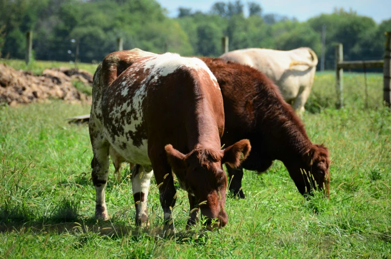 three cows grazing in an open field with one eating grass