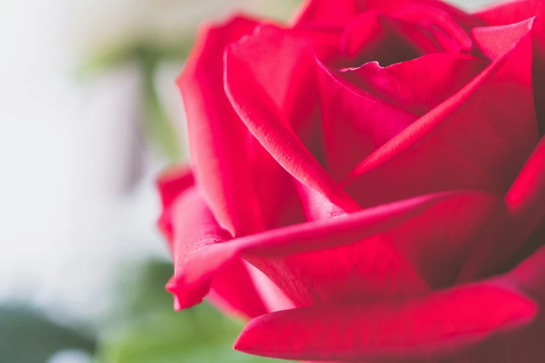 closeup of a red rose with a blurry background