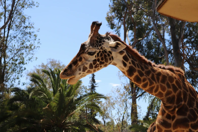 two giraffes stand by trees and eat some leaves