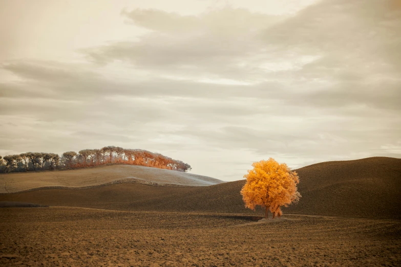 this is an image of a big field in autumn