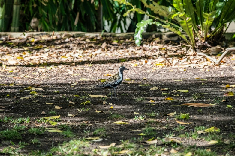 bird standing in shade near trees and leaves