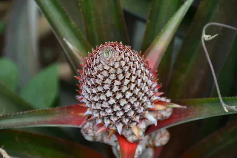 an unusual shaped flower is growing from a plant