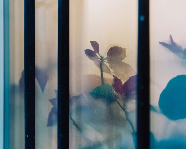 the reflection of a plant against the glass