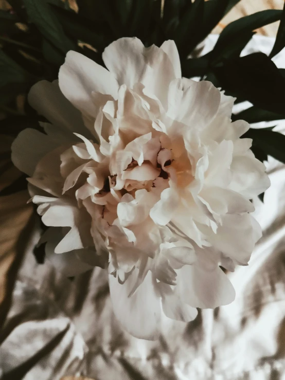 a white flower is on a table next to some leaves