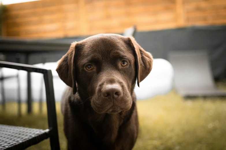 brown dog with blue eyes standing next to a metal table and chairs