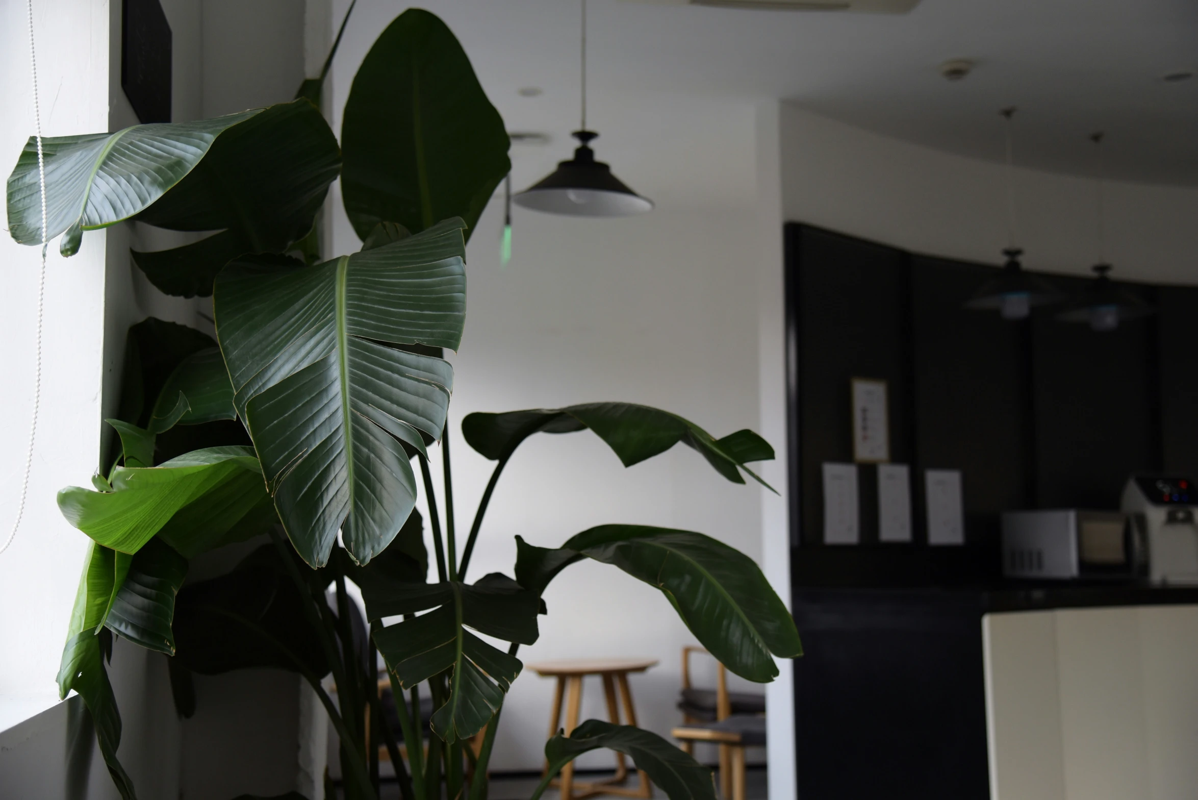 the large plants in the room are green