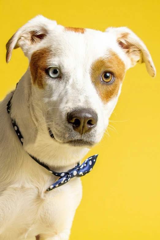 the puppy looks on as it stands against a yellow background