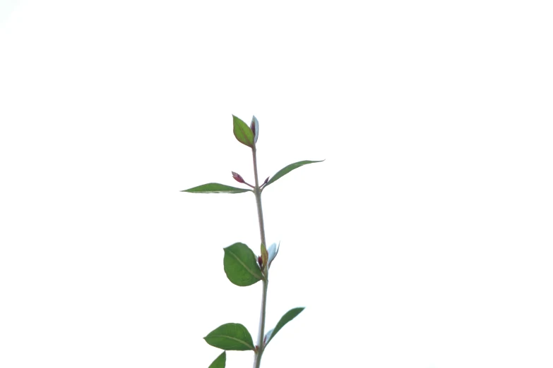 a small plant with green leaves stands upright in the sky