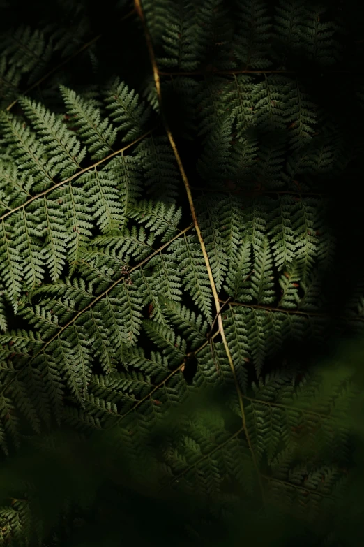 ferns are looking over the green foliage