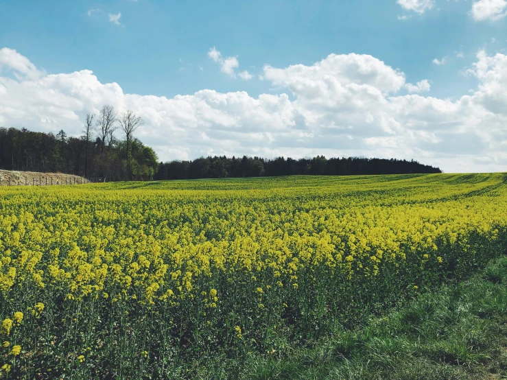 the view from below looking at a field with yellow flowers