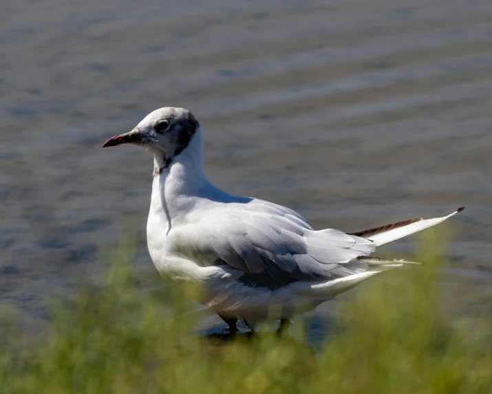 a bird walking through a small body of water