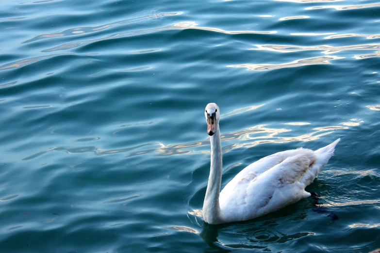 two white swans swimming in the middle of a lake