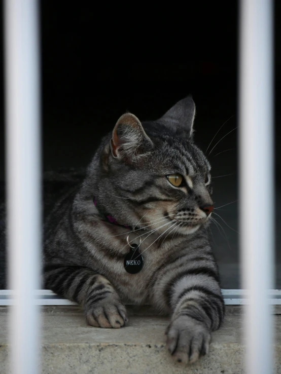 a cat looking at the camera while laying on the floor