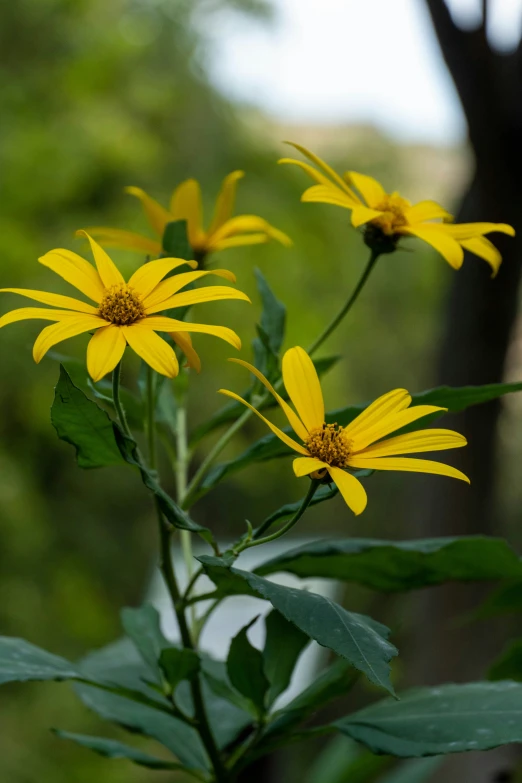 flowers are shown in bloom by the woods