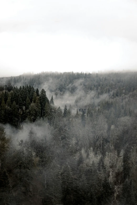 a foggy landscape with many trees on a hill