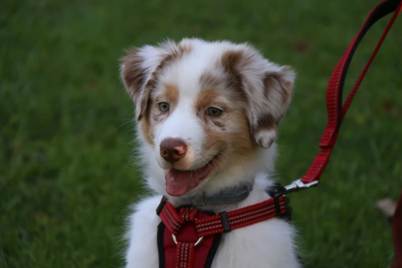 this dog is smiling while being pulled by its owner