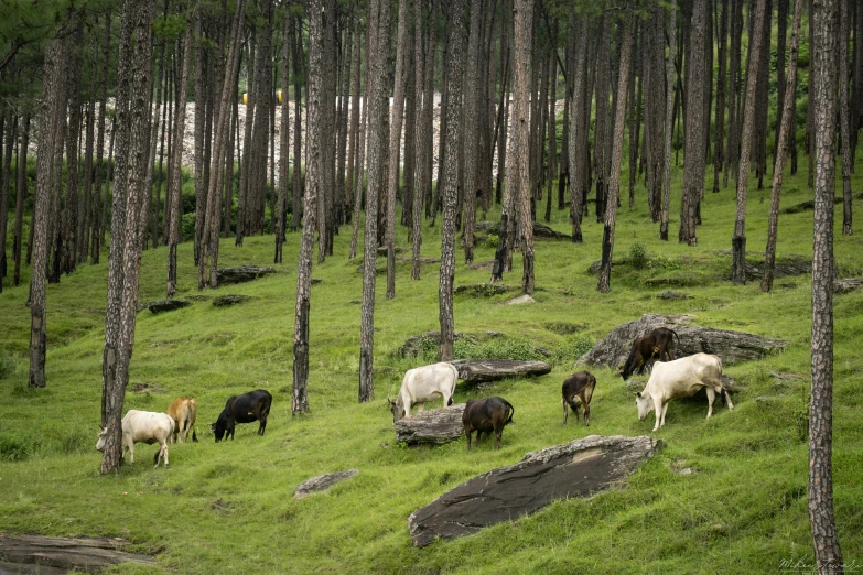 a group of cows graze in a forest of tall pines