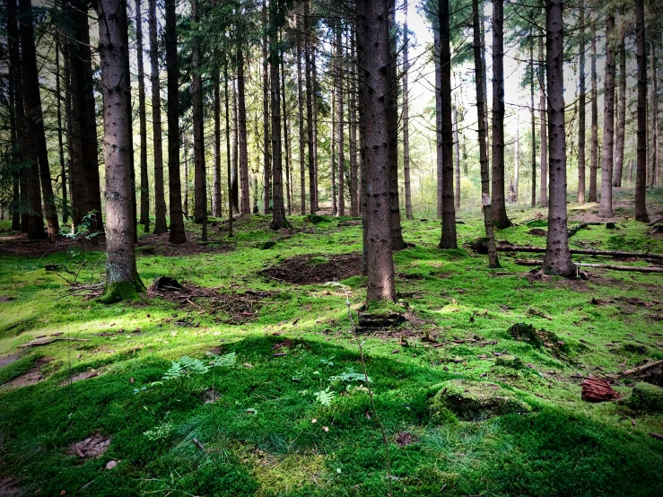 a very grassy, wooded area with trees and moss